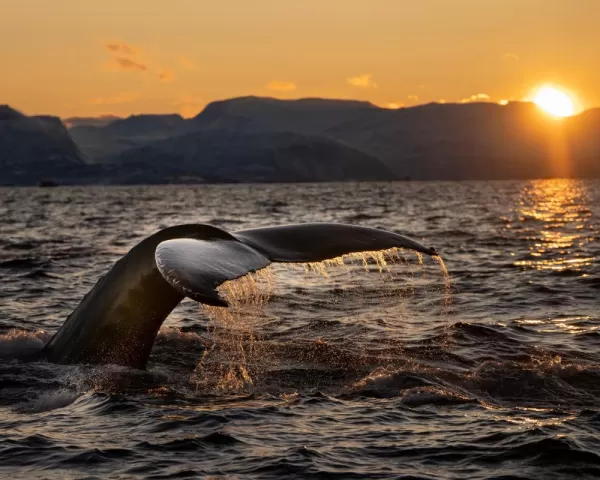 Spot whales in Arctic waters