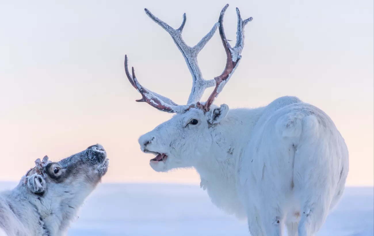Spot wildlife such as reindeer in the high Arctic