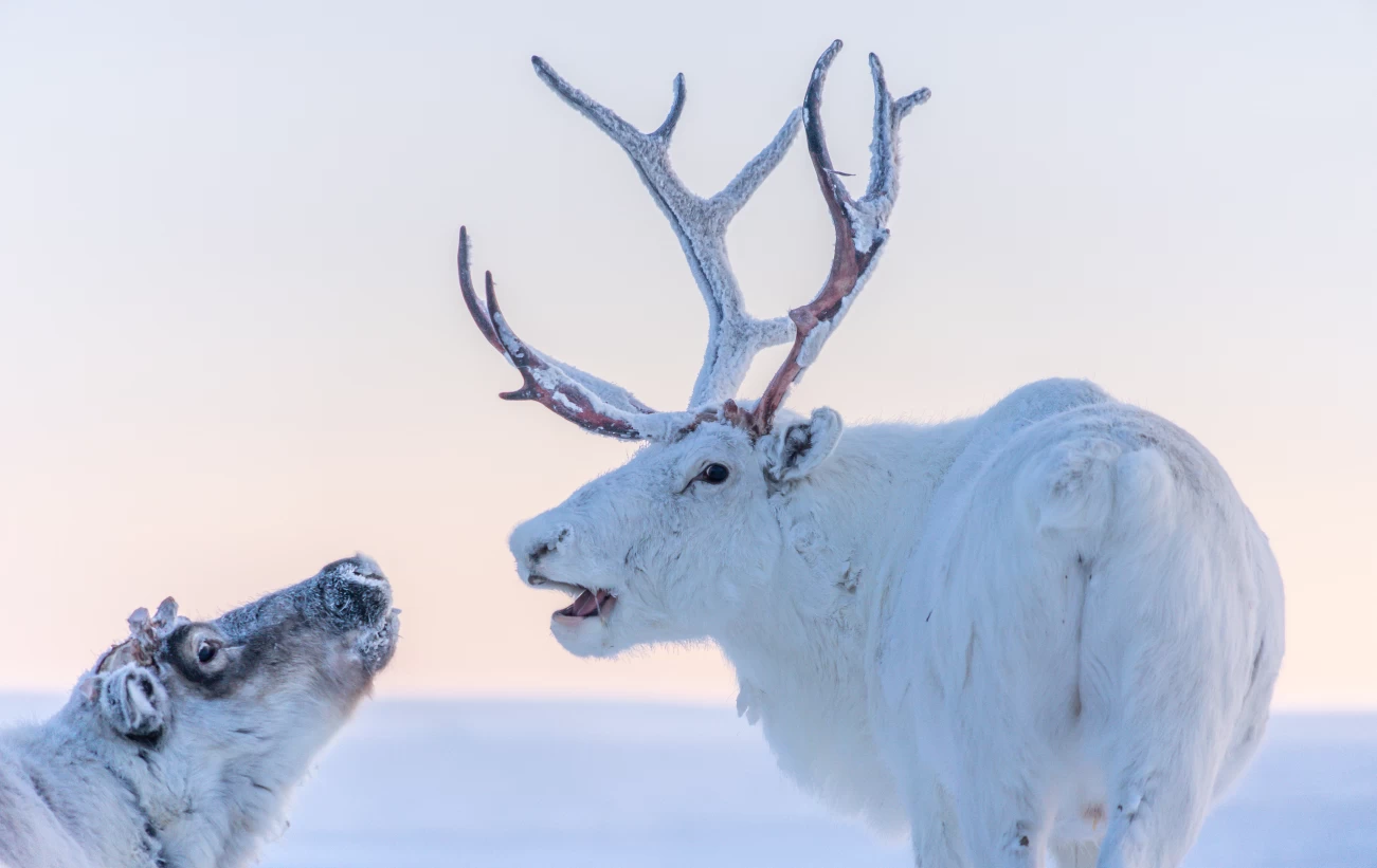 Spot wildlife such as reindeer in the high Arctic