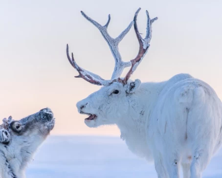 Spot wildlife such as reindeer in the high Arctic