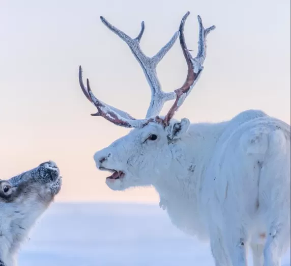 Spot wildlife such as reindeer in the high Arctic