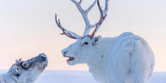 Spot wildlife such as reindeer in the high Arctic