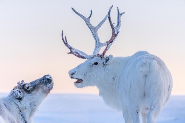 22-day Northwest Passage cruise from Greenland to Alaska on the ...