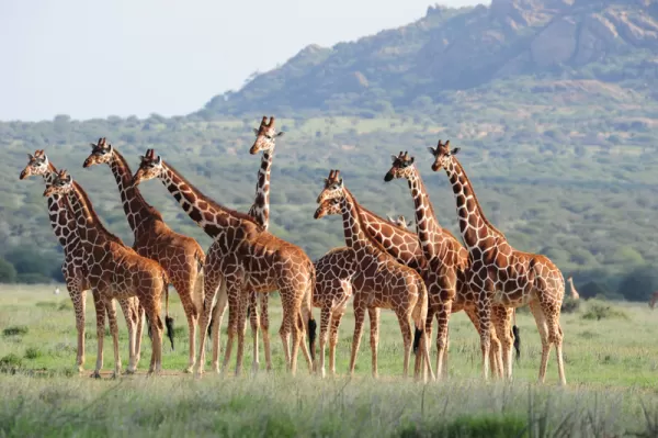 Girafffes in Karisia Walking Safari