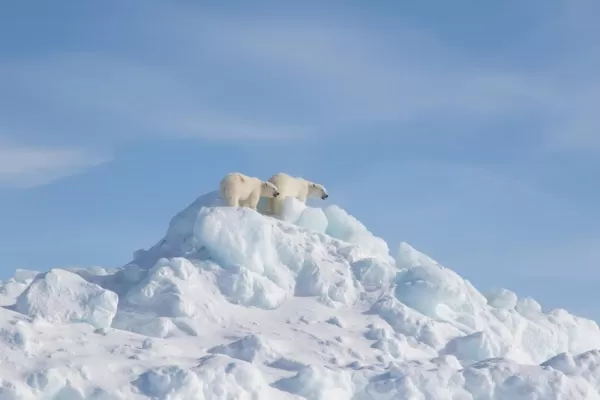 Spring polar bears