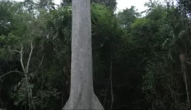 The Ceiba Tree - The national tree.  