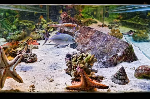 Aquarium at the Marine Ecology Research Center