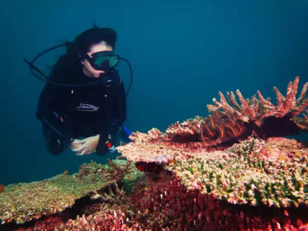Close encounter of beautiful coral reefs