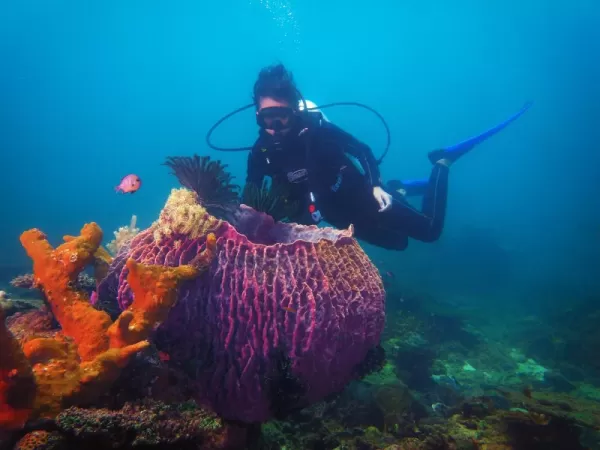 Experience Scuba diving at wonderful seabed of Gaya Island