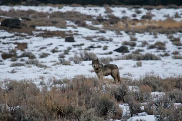 Yellowstone NP, Wildlife Viewing Red Fox