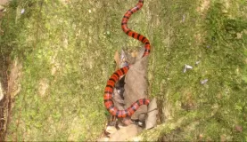 Random poisonous snake along the hike