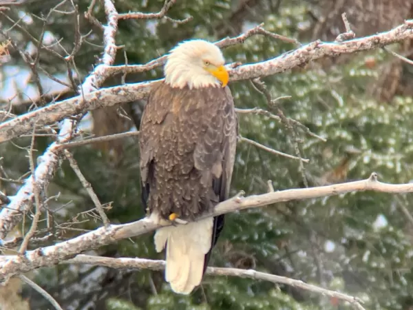 Yellowstone River, Bald Eagle