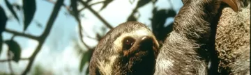 Up close to a three toed sloth