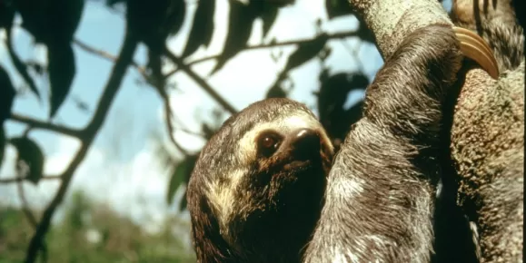 Up close to a three toed sloth