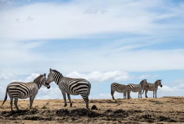 Lake Manyara Safari