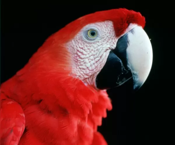 A scarlet macaw 