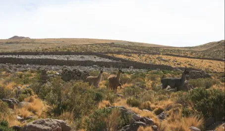I'm impressed by the number of rocks - the llamas are not
