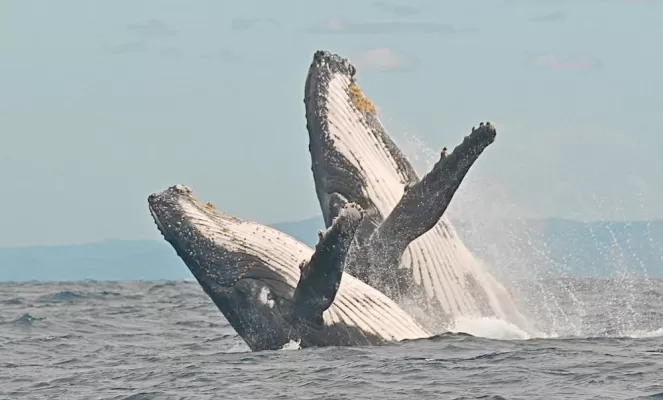 Whale Watching Experience