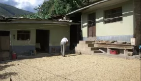 The drying of coffee beans.