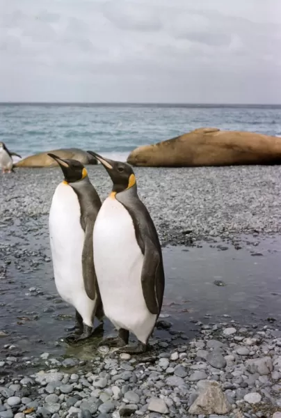 King Penguins at Macquarie Island