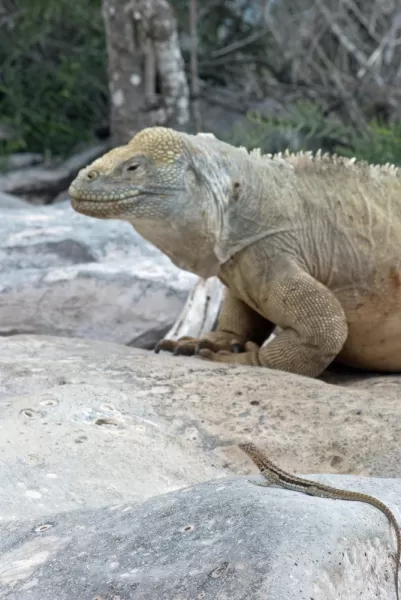 A land iguana and his Liliputian friend (lava lizard)