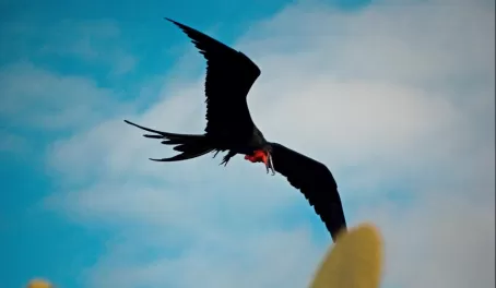A mature male frigate bird in the Galapagos
