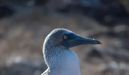 The famous blue-footed booby