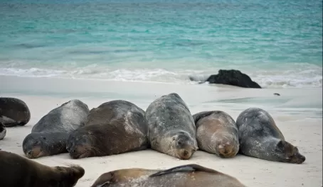 Exploring the Galapagos Islands aboard the Millenium