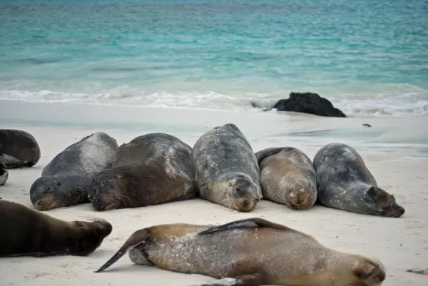 Exploring the Galapagos Islands aboard the Millenium