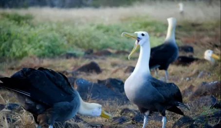 Waved Albatross in the middle of their mating dance
