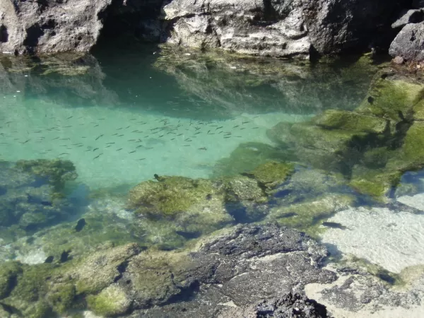 Exploring the Galapagos