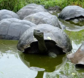 Galapagos tortoise taking a little swim.
