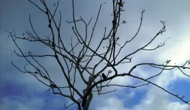 Tree in the Galapagos