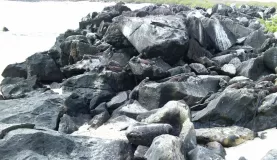 Can you spot the iguanas?