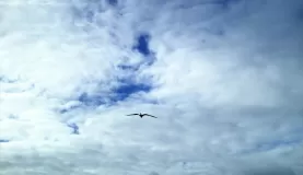 A bird soars over the Galapagos