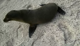 Wildlife of the Galapagos islands