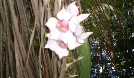 unidentified orchid