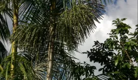 Acai Palm