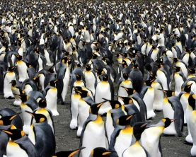 A huge colony of king penguins.