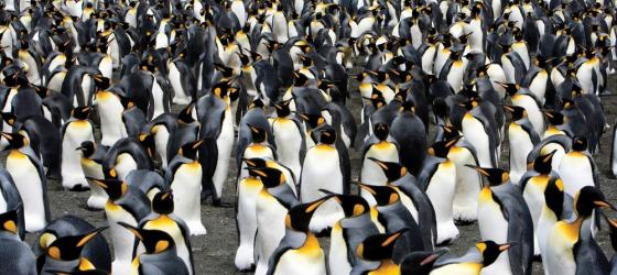 A huge colony of king penguins.