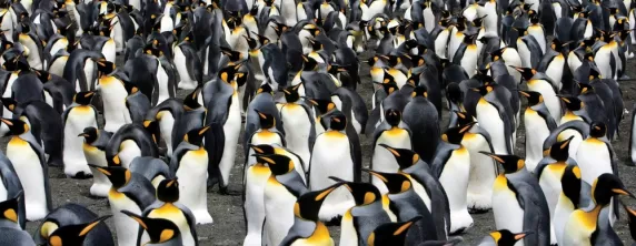 A huge colony of king penguins.