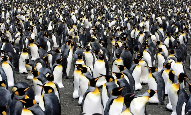 A huge colony of king penguins.
