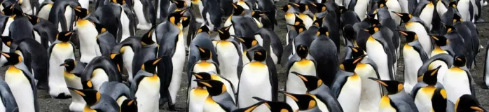 A huge colony of king penguins.