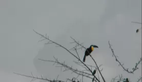 Tucan