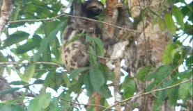 3 toed sloth with baby