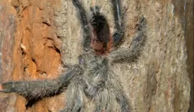 Tarantula (wolf spider)