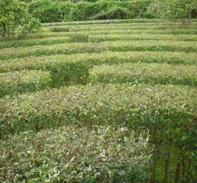 Day 1 hedge maze in Hotel Bougainvillea garden