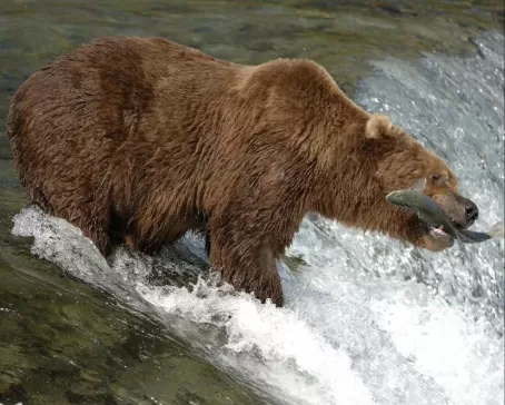 Alaska cruise and wildlife viewing tours