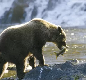 A bear catching lunch