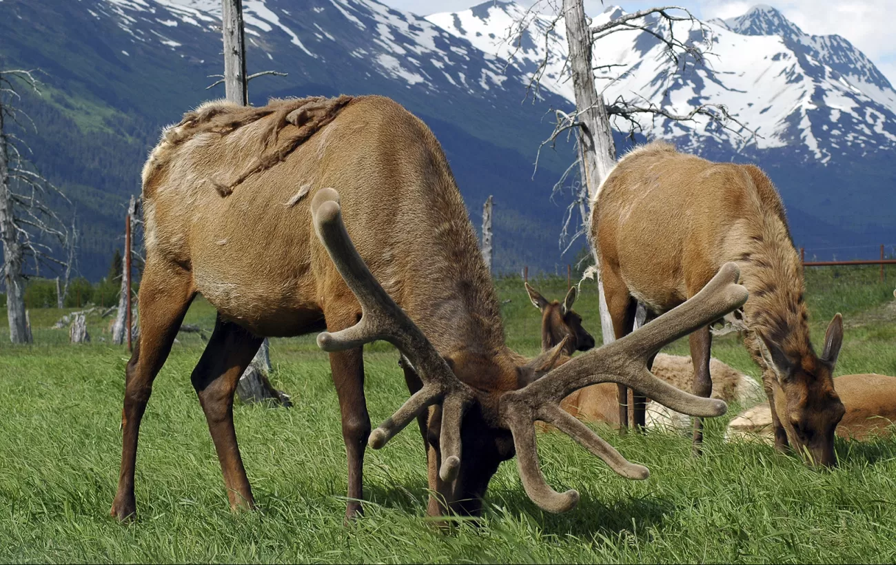 Elk feeding on the lush grass.